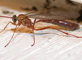 Ophion sp.